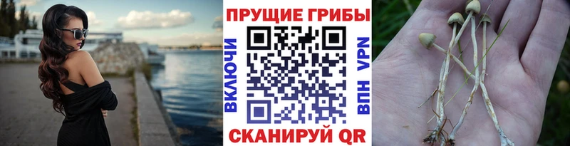Купить Суровикино Галлюциногенные грибы прущие грибы